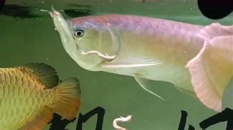 如何判斷龍魚嘴是否需要手術？