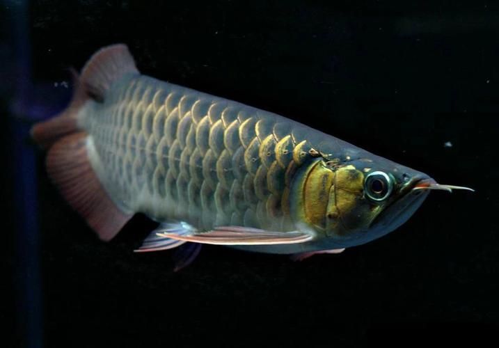 給我一些九龍魚的圖片示例，九龍魚是什么？