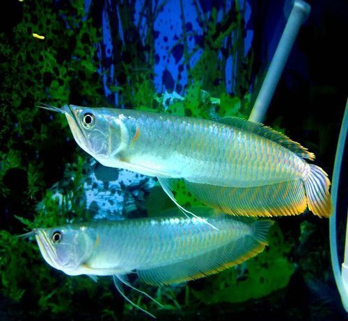 給我一些九龍魚的圖片示例，九龍魚是什么？