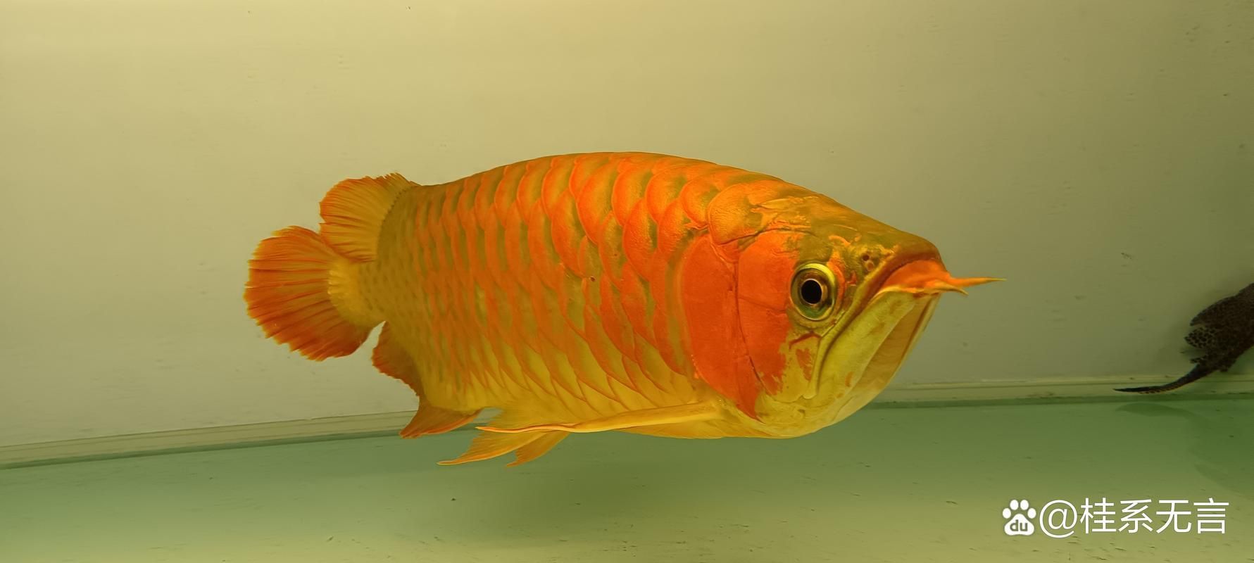 給我一些九龍魚的圖片示例，九龍魚是什么？