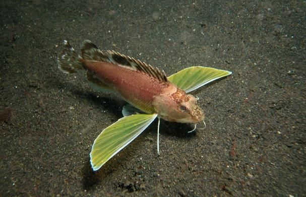 有哪些著名的龍魚須子品種，著名的“龍魚須子品種”實為對龍魚特征的誤讀