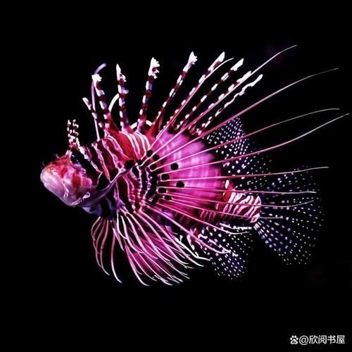 有哪些著名的龍魚須子品種，著名的“龍魚須子品種”實為對龍魚特征的誤讀