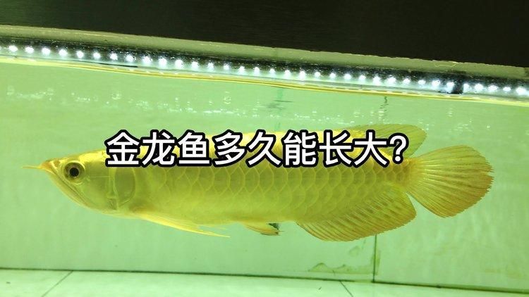 金龍魚和福龍魚哪個更長壽，金龍魚和福龍魚哪個更長壽，