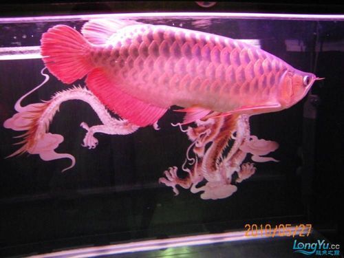 雄縣龍魚市場有哪些熱門品種，雄縣龍魚市場哪個品種最受歡迎 雄縣龍魚市場有哪些熱門品種，雄縣龍魚市場哪個品種最受歡迎 龍魚百科 第10張