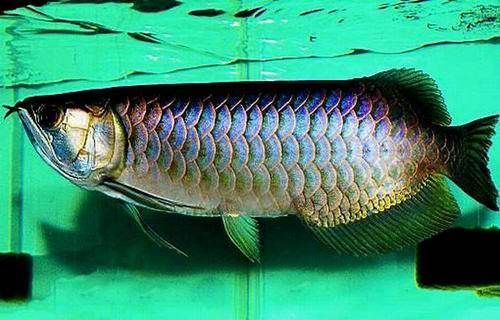 雄縣龍魚市場有哪些熱門品種，雄縣龍魚市場哪個品種最受歡迎 雄縣龍魚市場有哪些熱門品種，雄縣龍魚市場哪個品種最受歡迎 龍魚百科 第1張