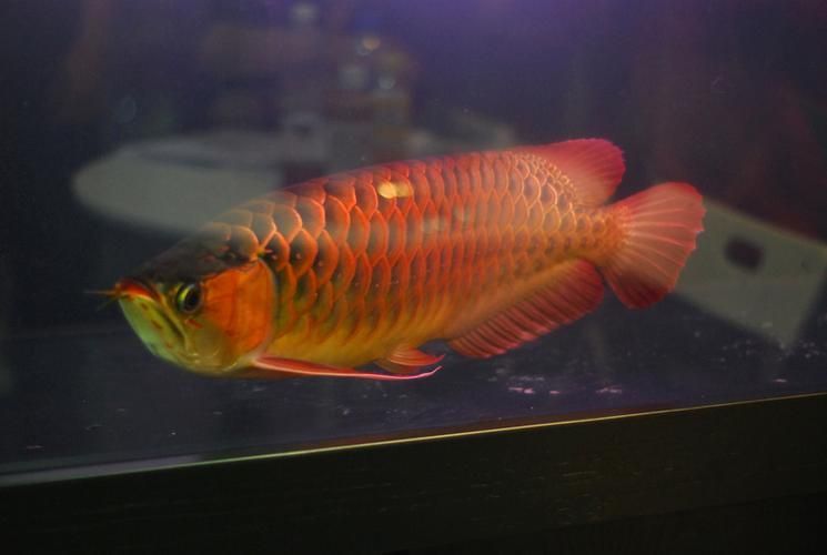 雄縣龍魚市場有哪些熱門品種，雄縣龍魚市場哪個品種最受歡迎 雄縣龍魚市場有哪些熱門品種，雄縣龍魚市場哪個品種最受歡迎 龍魚百科 第9張