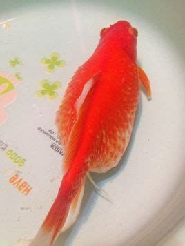 金魚豎鱗病會自愈嗎，金魚豎鱗病是否會自愈