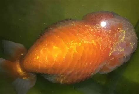 金魚豎鱗病會自愈嗎，金魚豎鱗病是否會自愈
