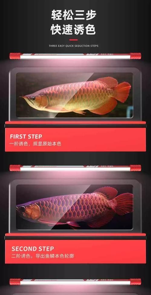 馬印和NEC哪個更適合龍魚發色，馬印和nec哪個更適合龍魚發色