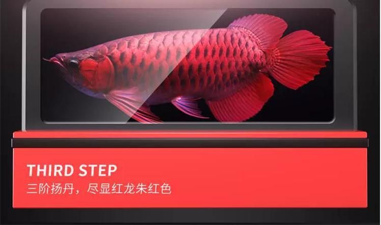 馬印和NEC哪個更適合龍魚發色，馬印和nec哪個更適合龍魚發色