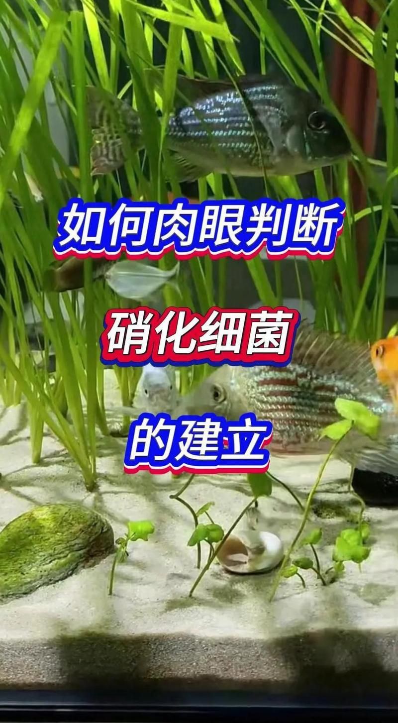 詳細(xì)解釋如何構(gòu)建穩(wěn)定的硝化系統(tǒng)，如何構(gòu)建穩(wěn)定的硝化系統(tǒng)？