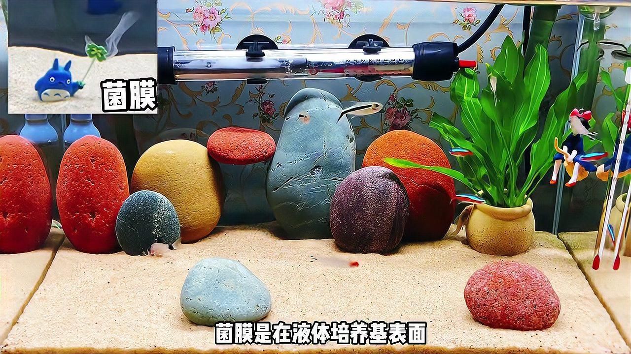 如何區(qū)分菌膜和其他白色膜，如何區(qū)分菌膜和其他白色膜？