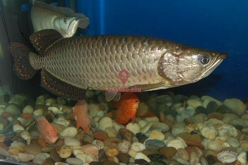 澳洲星點(diǎn)龍魚的價(jià)格是多少，澳洲星點(diǎn)龍魚價(jià)格是多少澳洲星點(diǎn)龍魚的壽命有多長(zhǎng)