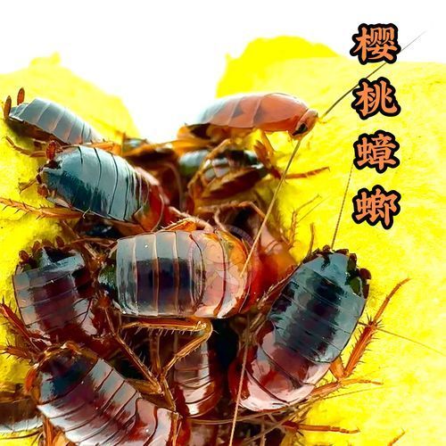 活物清道夫龍魚有哪些飼養技巧？，“活物清道夫龍魚與清道夫龍魚混養的核心技巧詳解