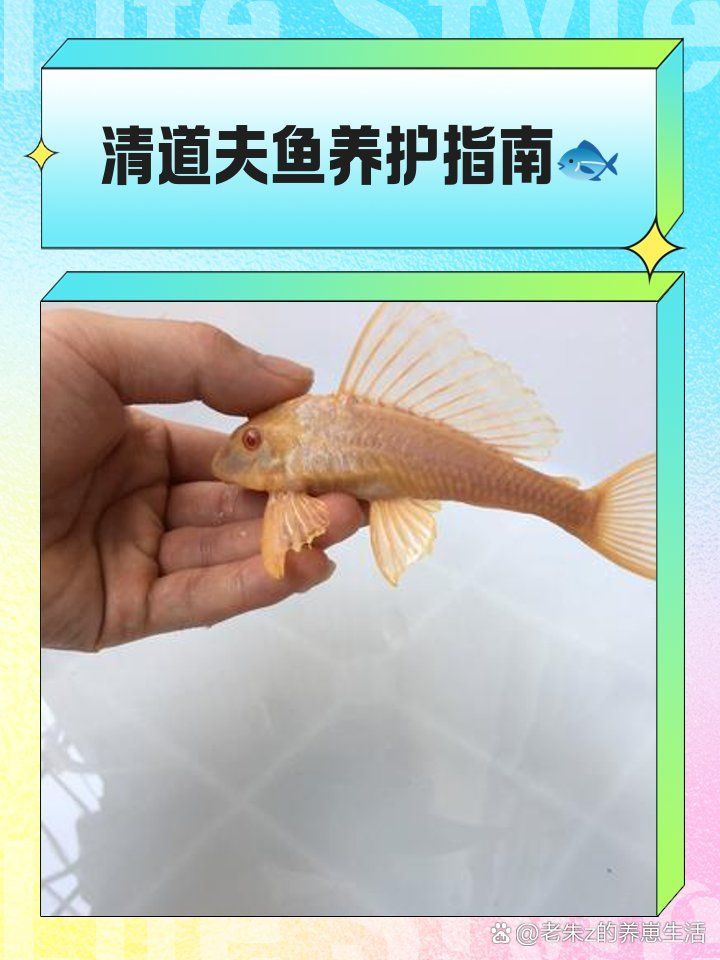 活物清道夫龍魚有哪些飼養技巧？，“活物清道夫龍魚與清道夫龍魚混養的核心技巧詳解