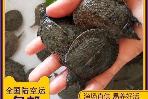 給我一些清流龍魚和清鱉的圖片，清流龍魚和清流鱉是兩種亞洲水域中的一種嗎？