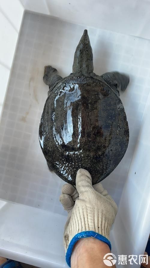 給我一些清流龍魚和清鱉的圖片，清流龍魚和清流鱉是兩種亞洲水域中的一種嗎？