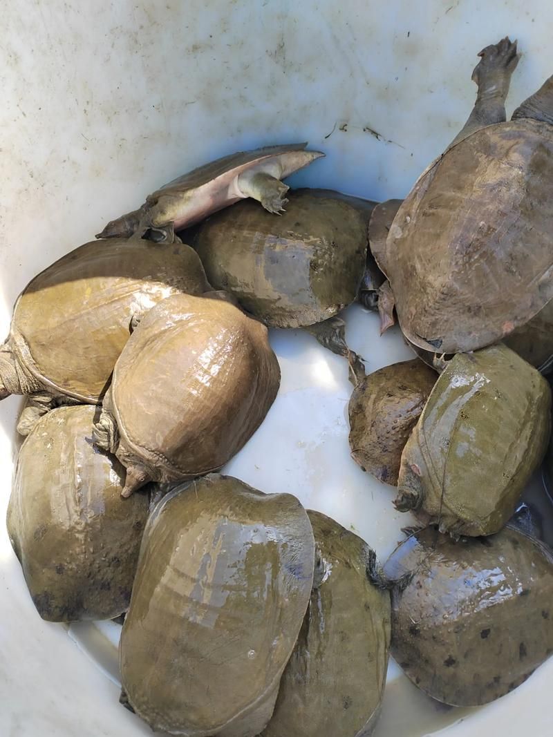 給我一些清流龍魚和清鱉的圖片，清流龍魚和清流鱉是兩種亞洲水域中的一種嗎？