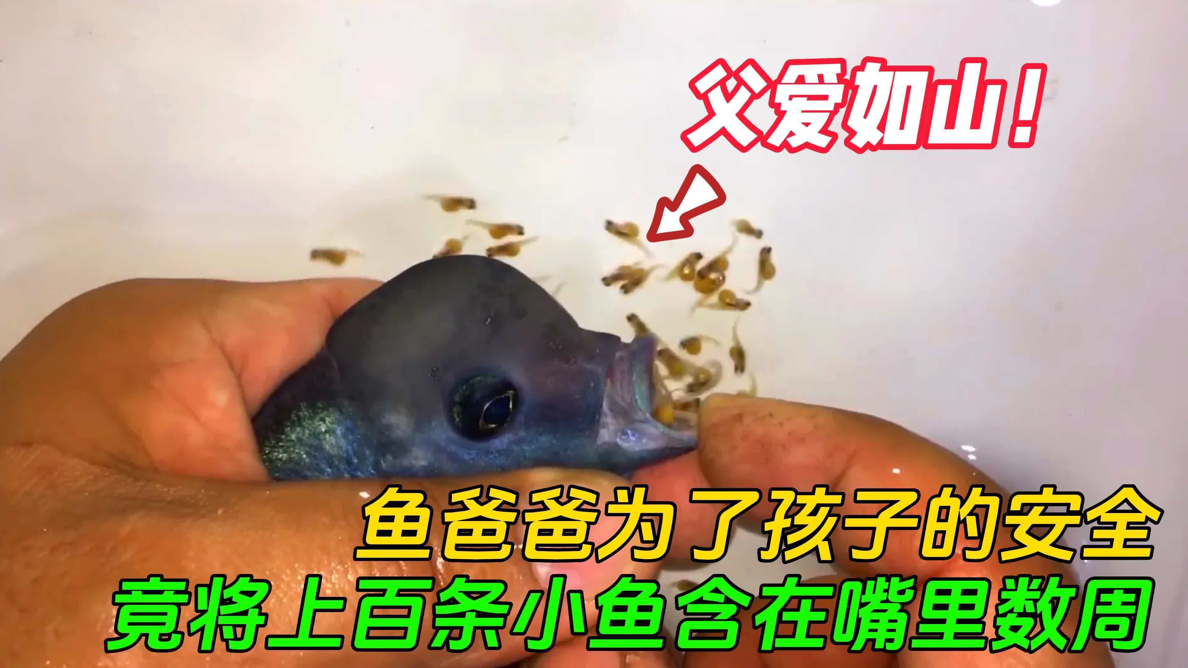 雄魚在孵化過程中扮演什么角色，雄魚在孵化過程中扮演著什么角色？