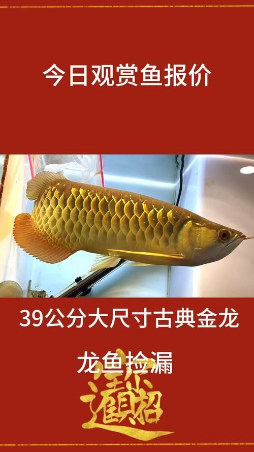 給我一些古典金龍魚爬背的圖片 龍魚百科 第16張 給我一些古典金龍魚爬背的圖片 給我一些古典金龍魚爬背的圖片 龍魚百科 第16張