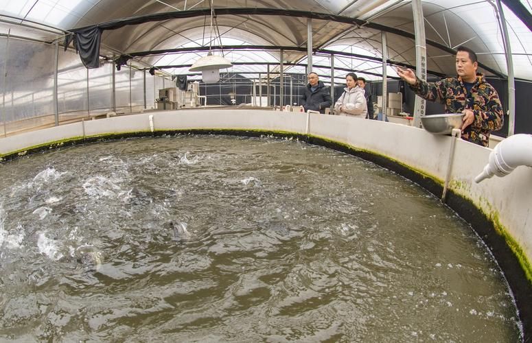 將樂龍魚的養殖技術有哪些優勢，將樂龍魚養殖規劃