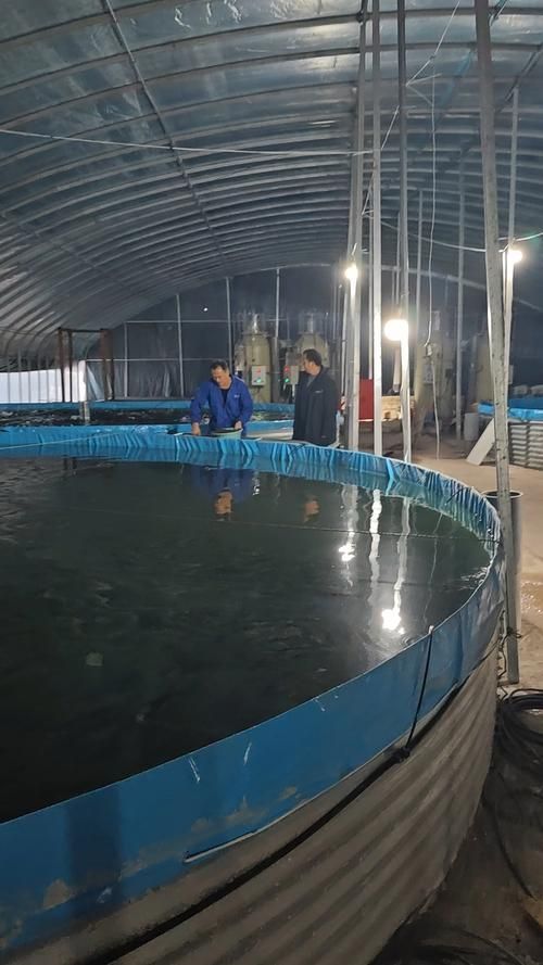 將樂龍魚的養殖技術有哪些優勢，將樂龍魚養殖規劃