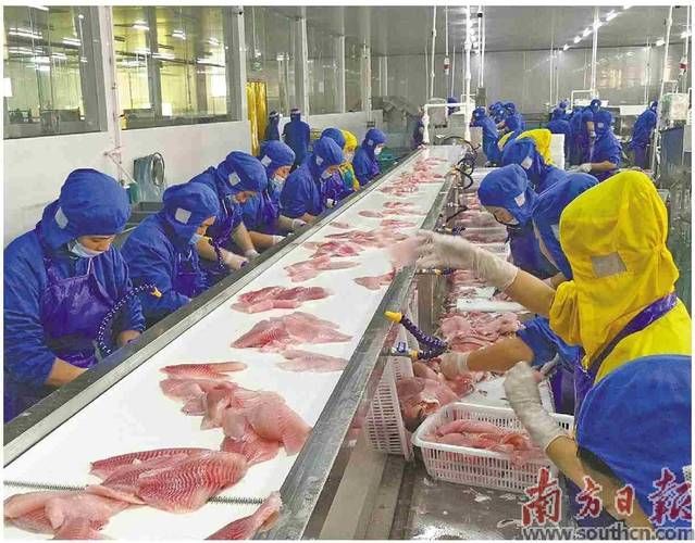 將樂龍魚的養殖技術有哪些優勢，將樂龍魚養殖規劃