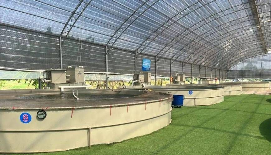 將樂龍魚的養殖技術有哪些優勢，將樂龍魚養殖規劃