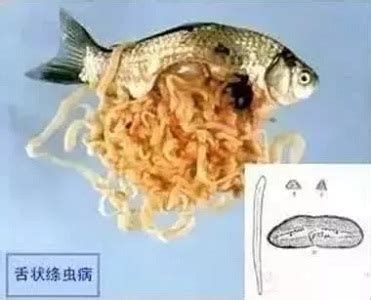 龍魚外寄生蟲怎么治療，龍魚外寄生蟲形態及治療指南,龍魚外寄生蟲圖譜