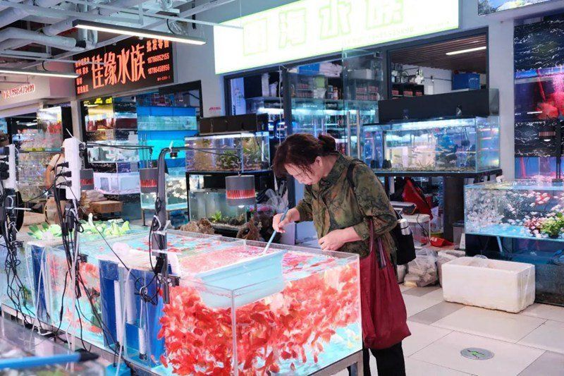 詳細閱讀:貴州龍魚有哪些知名品牌,“貴州龍魚”并非指某種原生魚類品牌,貴州龍魚品牌 貴州龍魚有哪些知名品牌,“貴州龍魚”并非指某種原生魚類品牌,貴州龍魚品牌