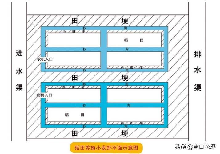 宜秀區澳洲淡水龍蝦的養殖技術如何，宜秀區澳洲淡水龍蝦養殖 宜秀區澳洲淡水龍蝦的養殖技術如何，宜秀區澳洲淡水龍蝦養殖 龍魚百科 第1張