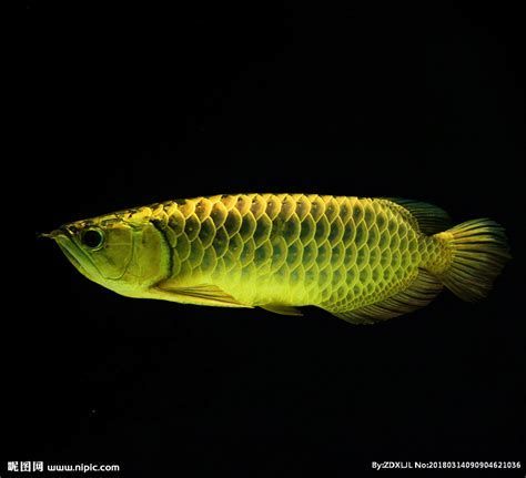龍魚(yú)老張嘴是否需要換魚(yú)？，魚(yú)老張嘴是否需要換魚(yú)