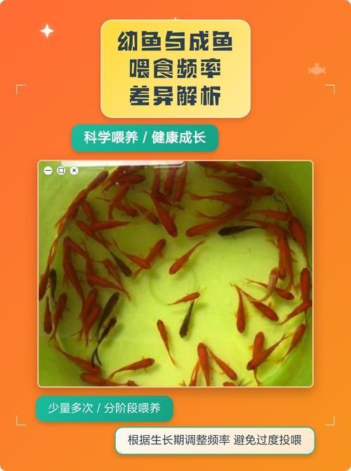 雞心作為龍魚零食的頻率應該是多久一次？，雞心可以作為龍魚的零食嗎？