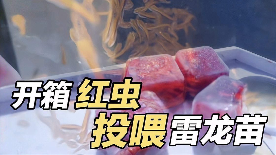 有哪些天然餌料可以促進龍魚須子再生，龍魚須子再生的優質天然餌料可以促進龍魚須子再生嗎 有哪些天然餌料可以促進龍魚須子再生，龍魚須子再生的優質天然餌料可以促進龍魚須子再生嗎 龍魚百科