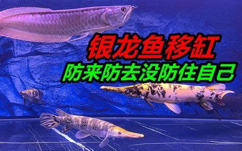 龍魚吃撐了會有什么癥狀？，龍魚吃撐會有哪些癥狀