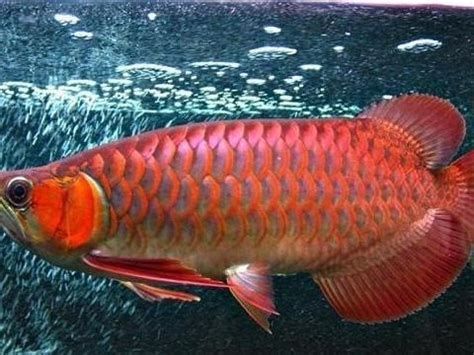 如何判斷龍魚是否適應(yīng)新水溫？，判斷龍魚是否適應(yīng)新水溫
