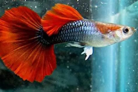 胭脂孔雀龍魚，水族界的“猛虎”——胭脂孔雀龍魚