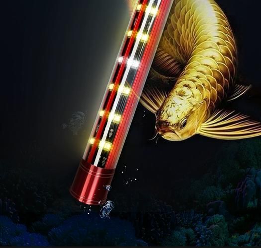 給我一些龍魚燈光的圖片示例，龍魚燈光的選擇與使用技巧 給我一些龍魚燈光的圖片示例，龍魚燈光的選擇與使用技巧 龍魚百科 第14張