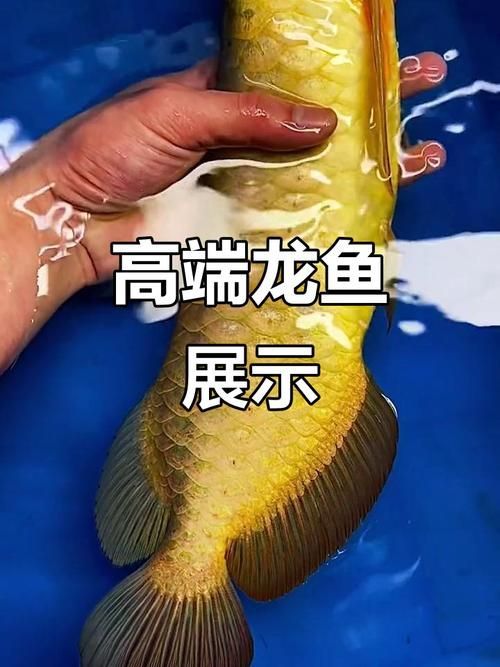 給我一些龍魚燈光的圖片示例，龍魚燈光的選擇與使用技巧 給我一些龍魚燈光的圖片示例，龍魚燈光的選擇與使用技巧 龍魚百科 第18張