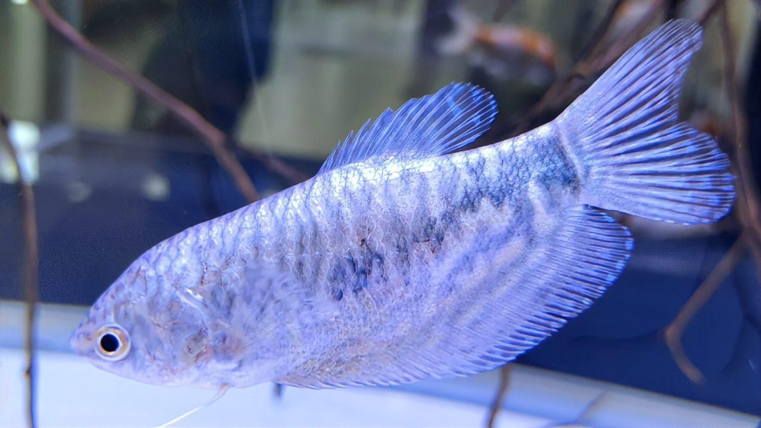 如何區(qū)分藍曼龍魚和黃曼龍魚，如何區(qū)分藍曼龍魚和黃曼龍魚？ 如何區(qū)分藍曼龍魚和黃曼龍魚，如何區(qū)分藍曼龍魚和黃曼龍魚？ 龍魚百科 第1張