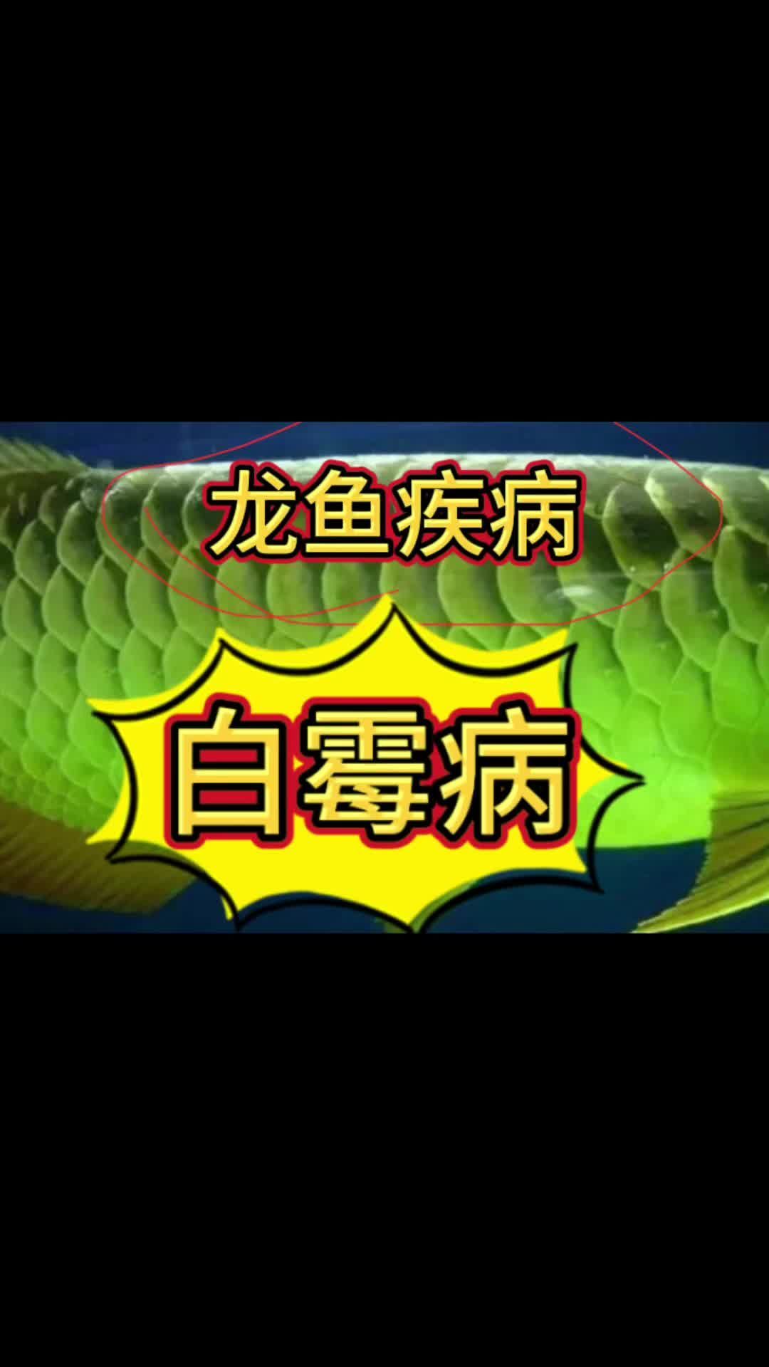 龍魚真菌感染治療方法,關于龍魚真菌感染的詳細治療方法與護理指南 龍魚百科 第1張 龍魚真菌感染治療方法,關于龍魚真菌感染的詳細治療方法與護理指南 龍魚真菌感染治療方法,關于龍魚真菌感染的詳細治療方法與護理指南 龍魚百科 第1張