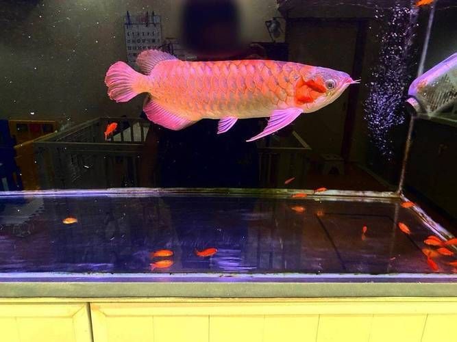 祥龍魚場和帝龍漁業哪個更值得一游，帝龍漁業和祥龍魚場哪個更值得一游？