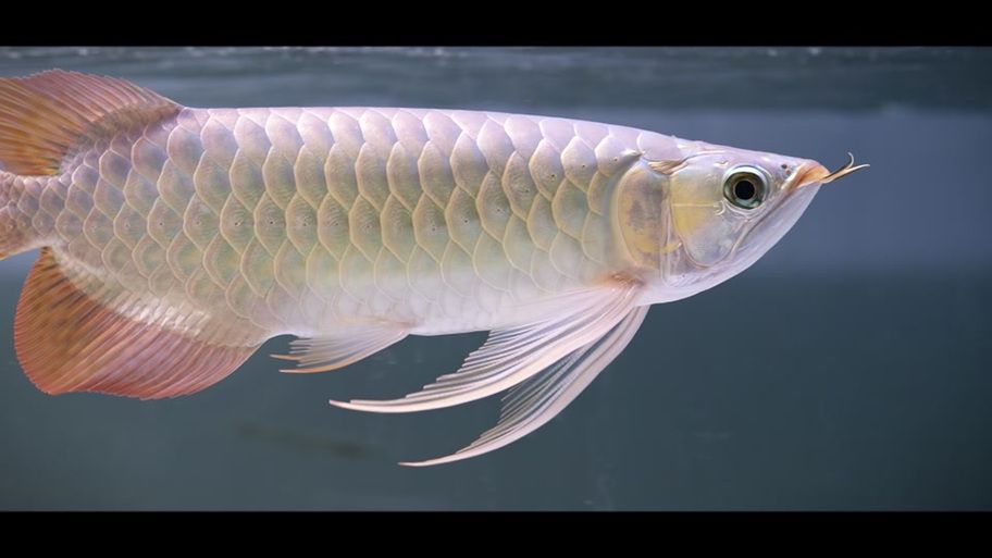 祥龍魚場和帝龍漁業哪個更值得一游，帝龍漁業和祥龍魚場哪個更值得一游？