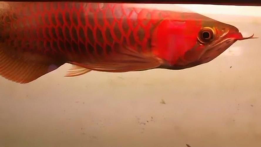 祥龍魚場和帝龍漁業哪個更值得一游，帝龍漁業和祥龍魚場哪個更值得一游？