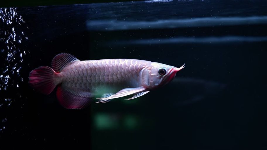 祥龍魚場和帝龍漁業哪個更值得一游，帝龍漁業和祥龍魚場哪個更值得一游？