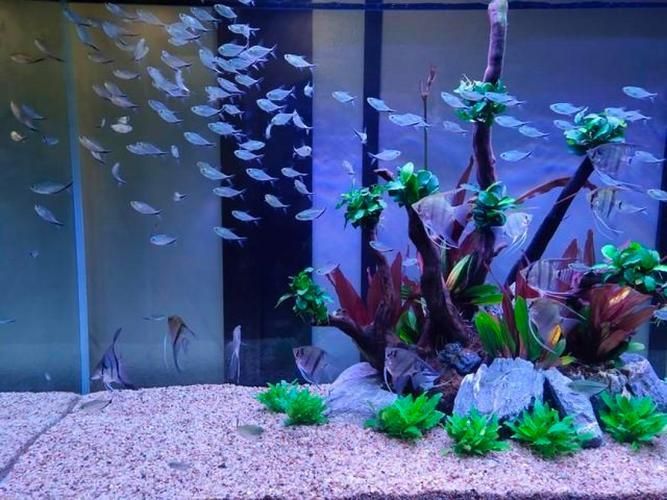 如何配置胭脂孔雀龍魚的魚缸，胭脂孔雀龍魚缸配置 如何配置胭脂孔雀龍魚的魚缸，胭脂孔雀龍魚缸配置 龍魚百科 第6張