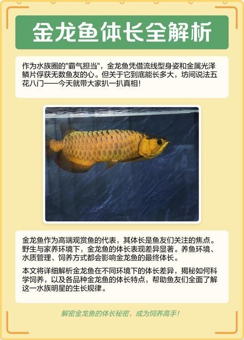 如何鑒別瓊中龍魚的品質，瓊中龍魚品質分級最核心的標準是金龍魚的品質鑒別方法