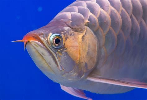龍魚嘴顫動(dòng)多久會(huì)好？，關(guān)于龍魚嘴顫動(dòng)的詳解