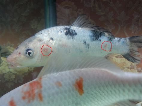 龍魚得寄生蟲能自愈嗎，龍魚寄生蟲能自愈嗎？