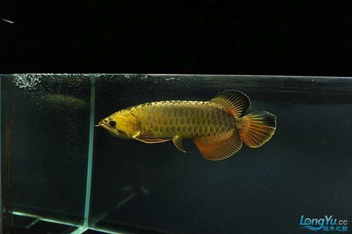 給我一些辨別立達金龍魚真偽的圖片，立達金龍魚的真偽鑒別方法 給我一些辨別立達金龍魚真偽的圖片，立達金龍魚的真偽鑒別方法 龍魚百科 第13張